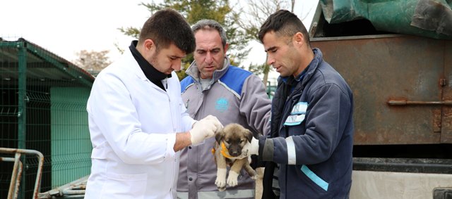 Aksaray Belediyesi ölüme terkedilen yavru köpeklere şefkat eli uzattı