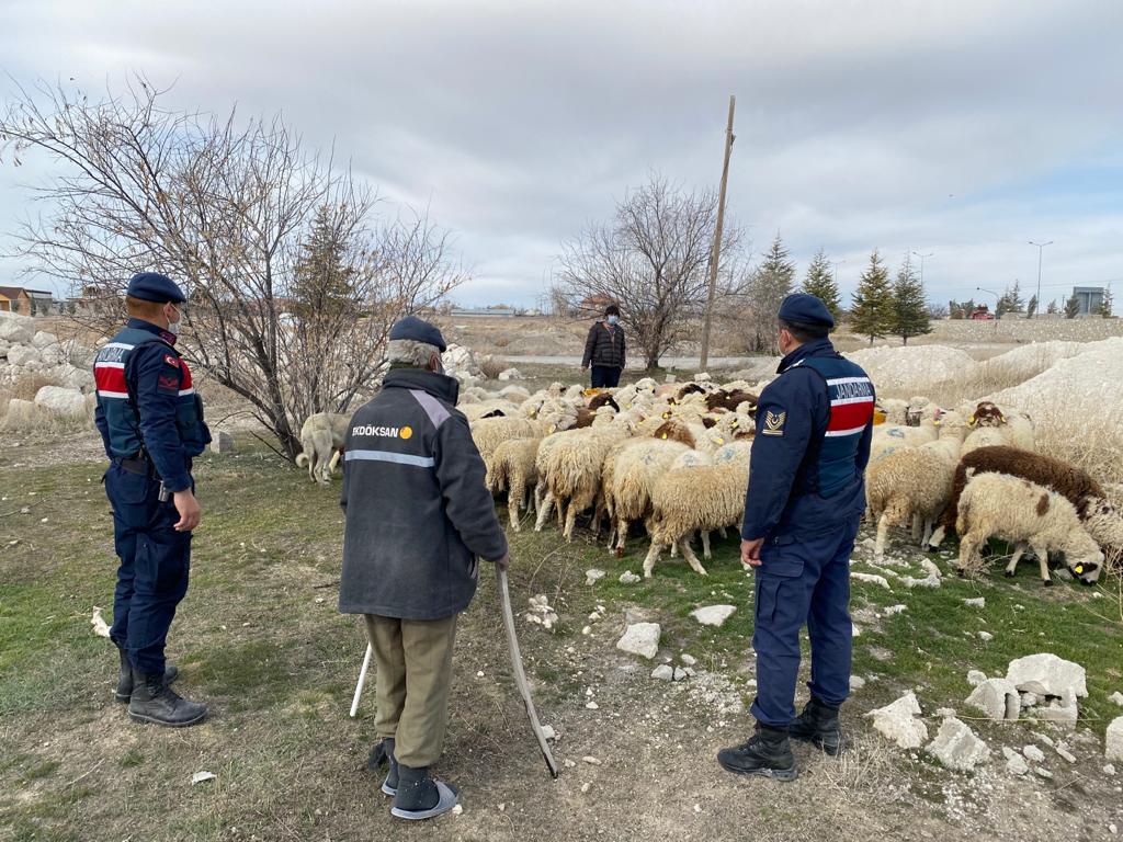 Jandarma kaybolan koyunları Dron ile buldu