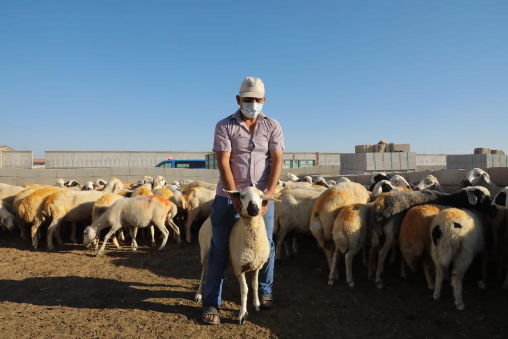 Koyunları Telef Olan çiftçiye Devlet sahip çıktı