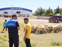 Aksaray’da Hayvan pazarı dışında kurbanlık satışı YASAK