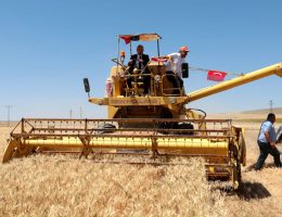 Yerli ve milli buğday ‘Halis’in Aksaray’da hasadı yapıldı